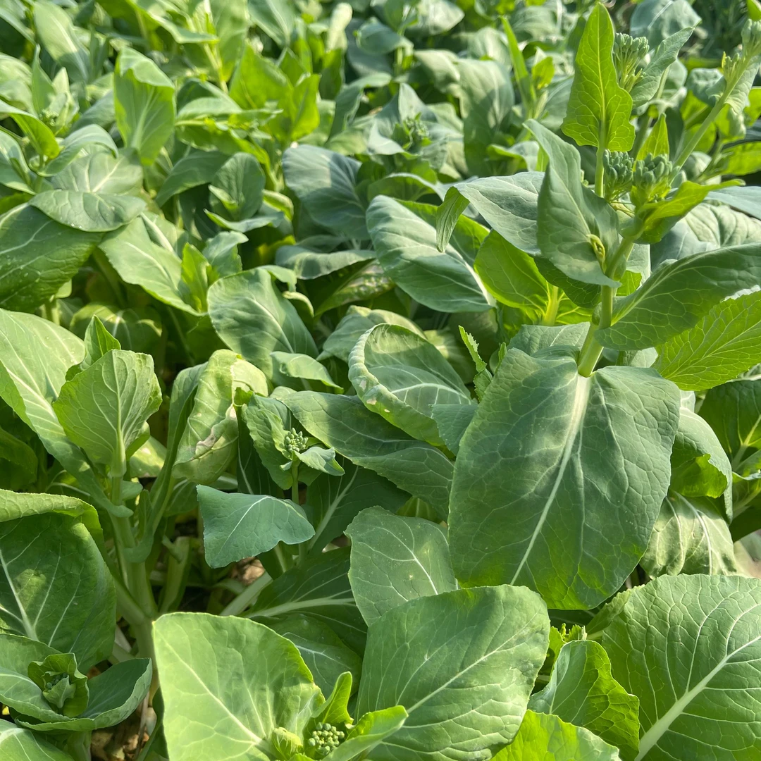 正宗河南农家露天种植菜苔现摘现发