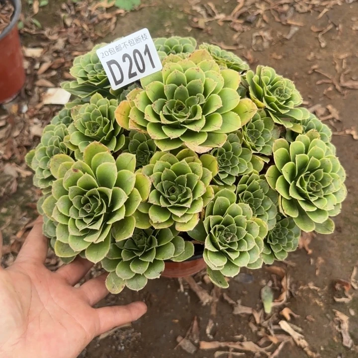 魅灵玫瑰……多肉植物……