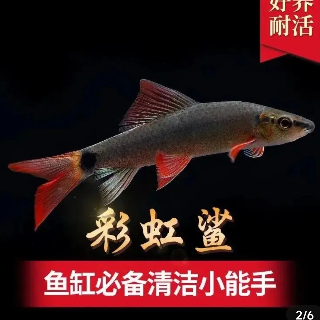 清道夫彩虹鲨清洁鱼热带鱼淡水鱼观赏鱼灯科鱼小型鱼工具鱼