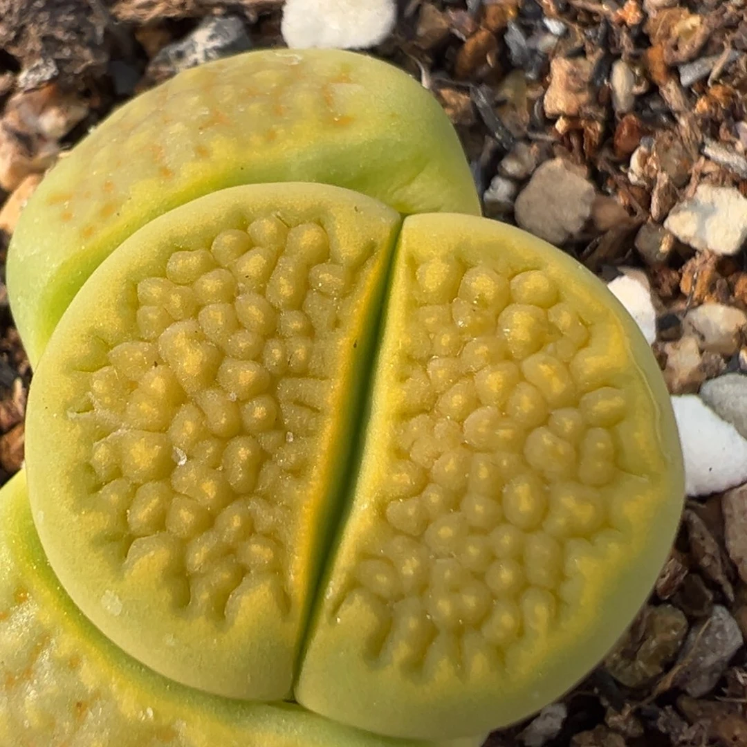 30多肉植物百科知识