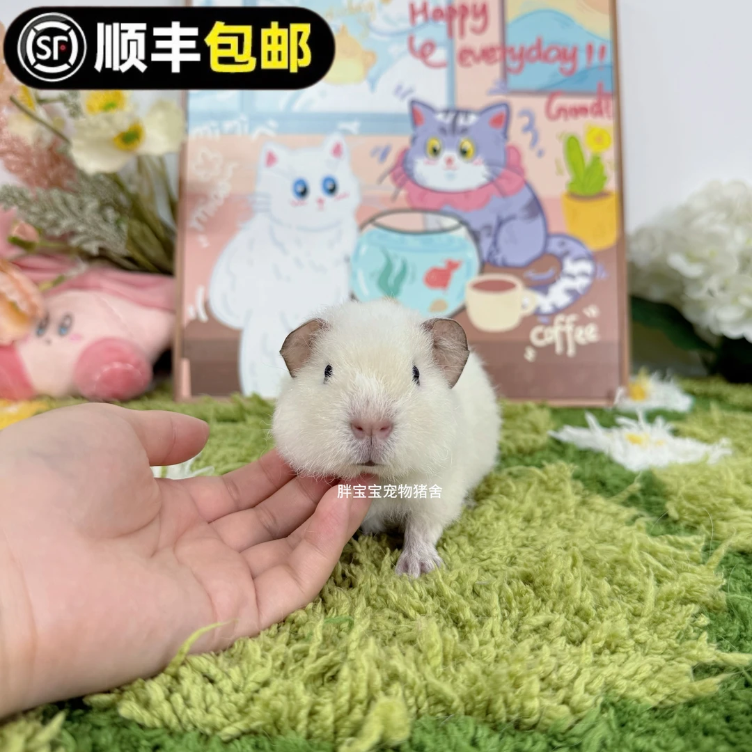 可爱纯白美泰弟弟 顺丰包邮