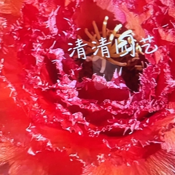 清清醉红颜根仙人球