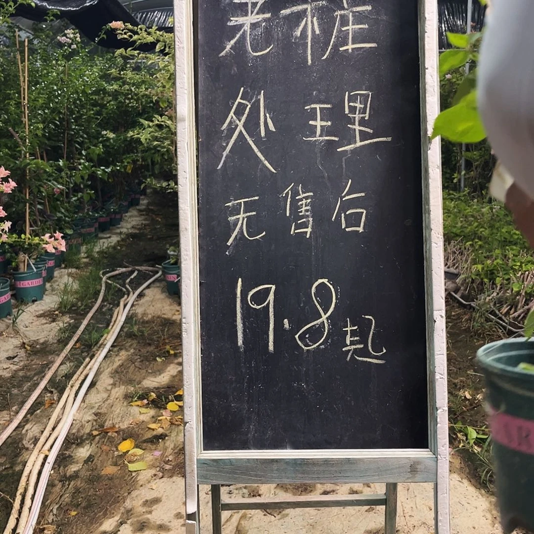 完全开放三角梅三角梅829