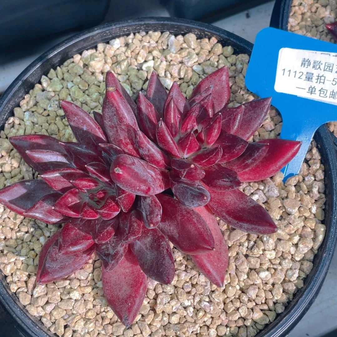 1112-53-恶魔灵魂双头一颗量拍