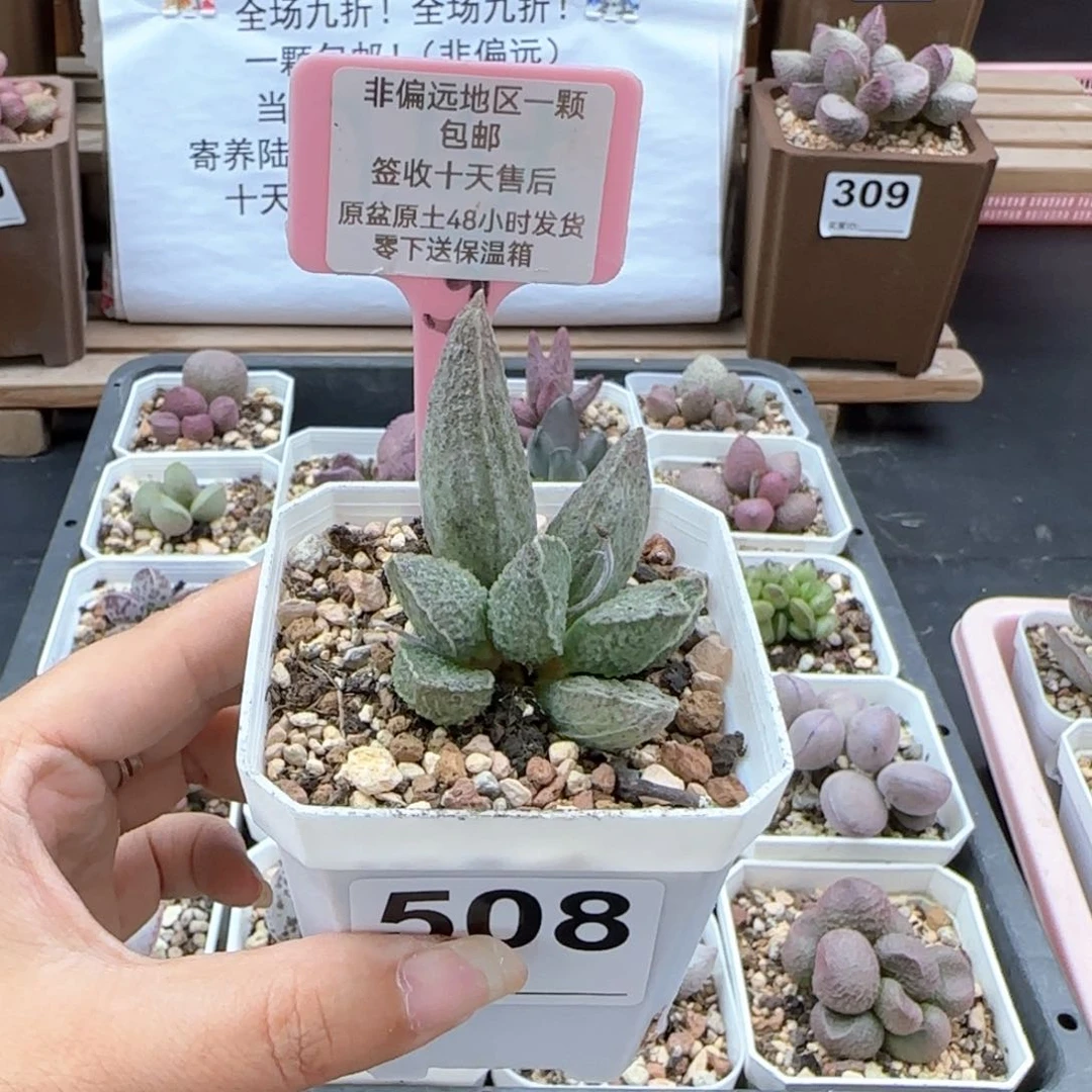 508酒红猪肝多肉植物