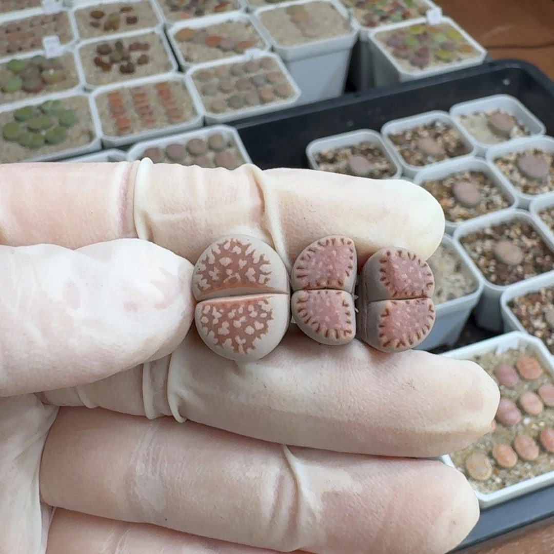 ****呀0923-040饼干饼干