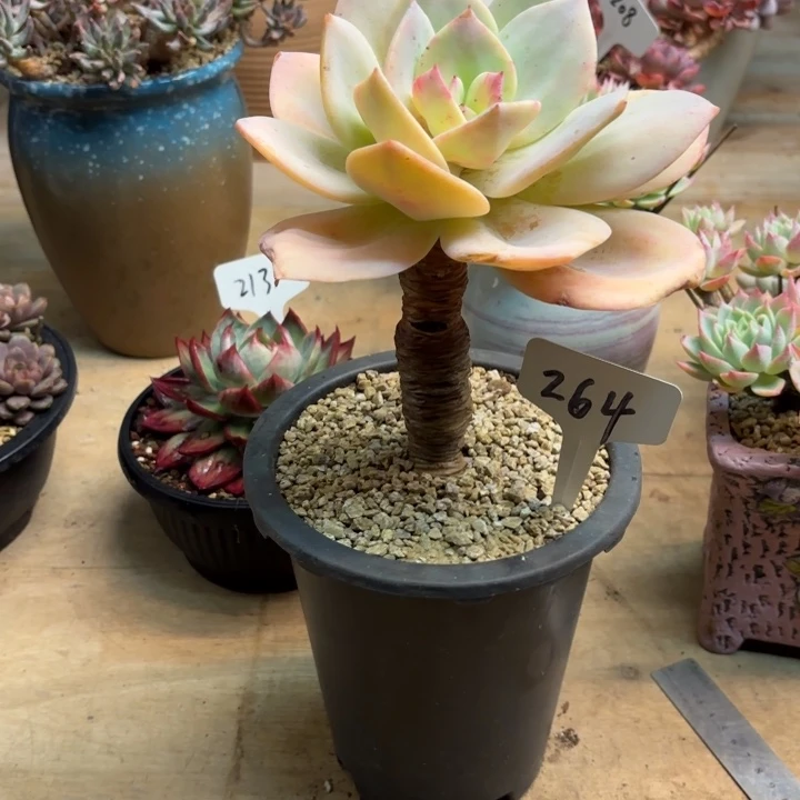 多肉植物，白凤264号