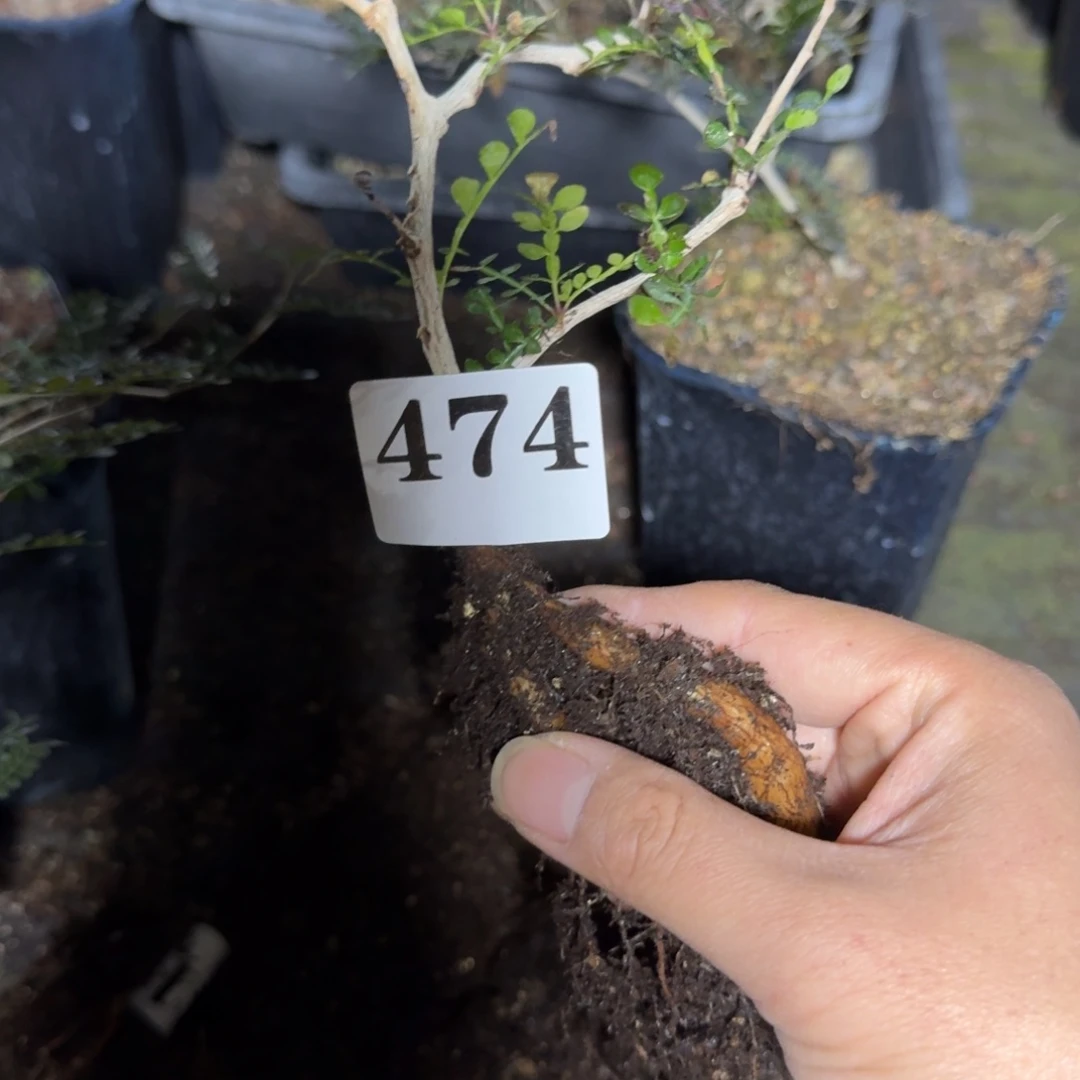 象足漆树扦插多肉植物