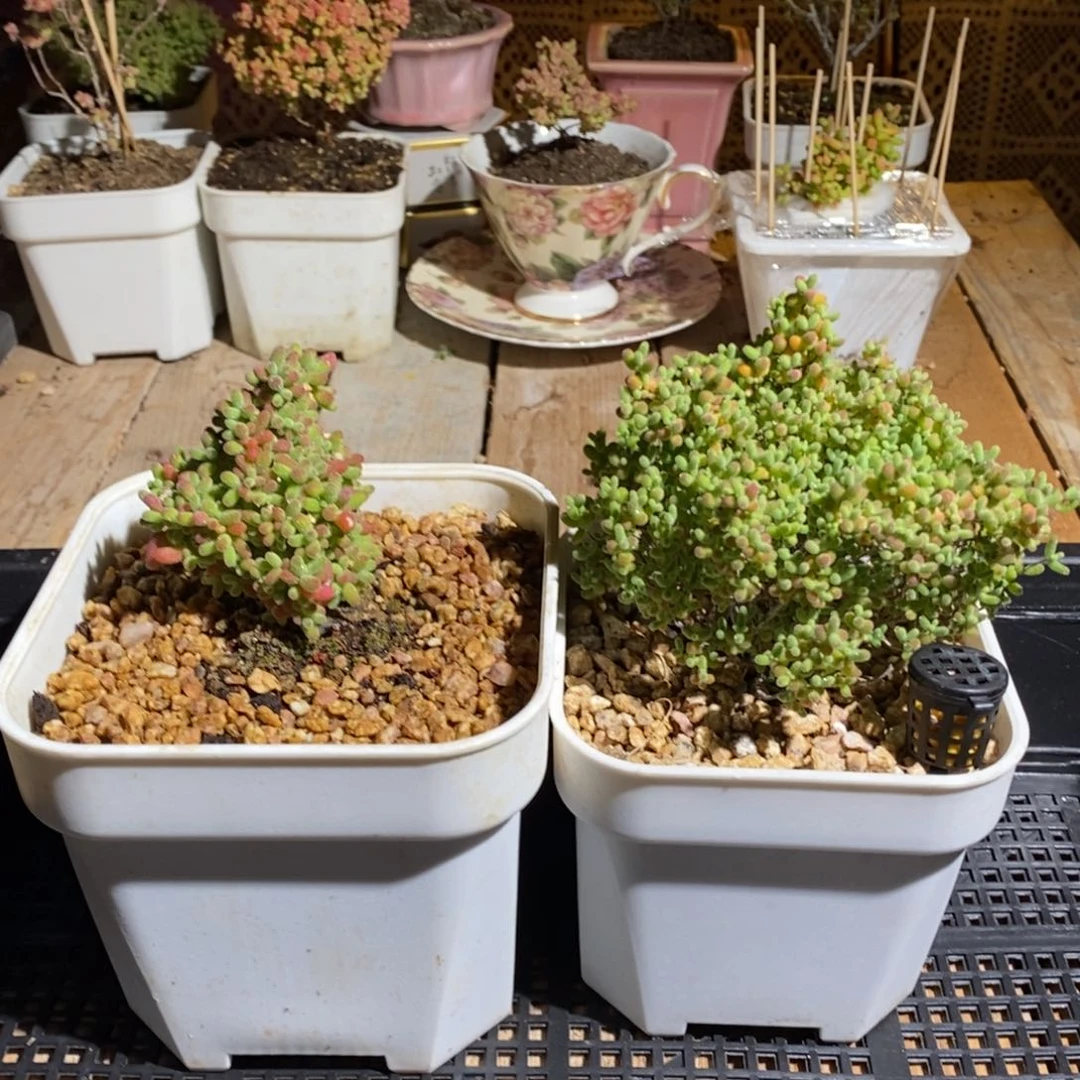 祁****孙枝干番杏多肉植物683