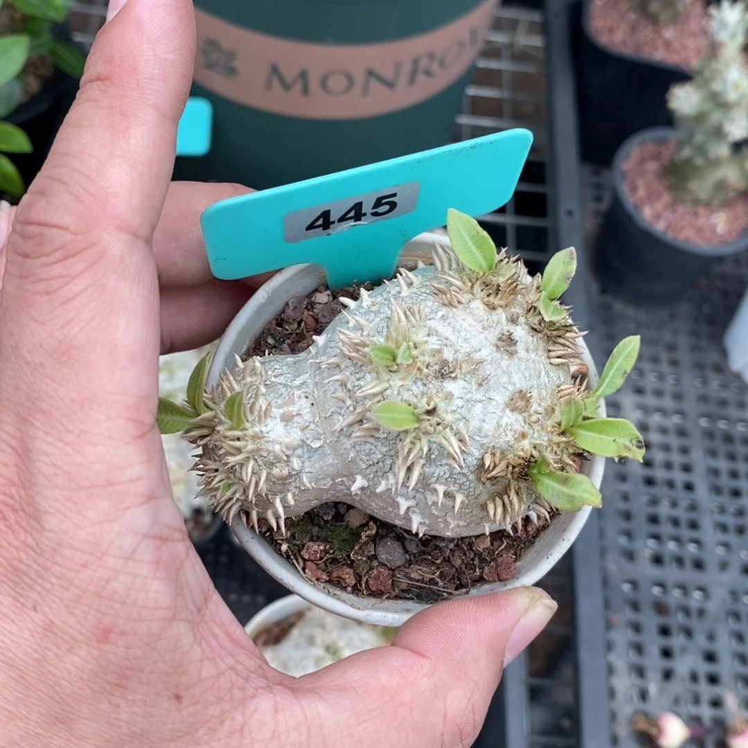 慧比须笑多肉植物