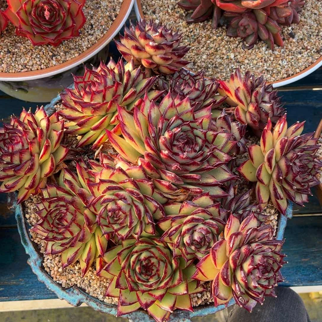 从前慢多肉精选编号0212.维洛尼卡