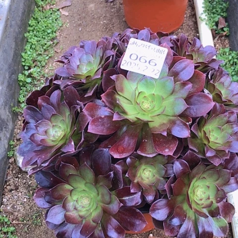 深*2.22-66赤焰练多肉植物