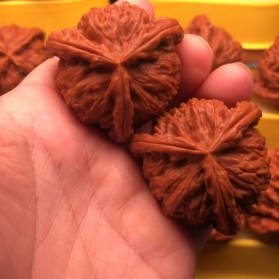 鼎***行核桃核桃核桃核桃核桃