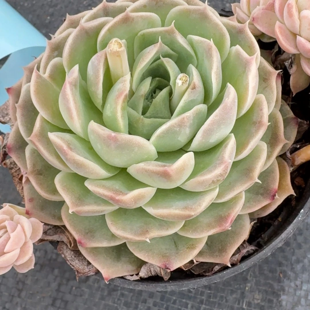 多肉杂交一物一拍27-66