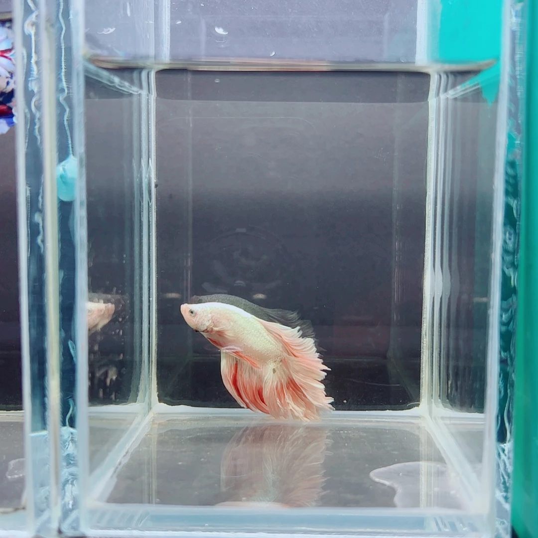 斗鱼赤道斗鱼水族馆