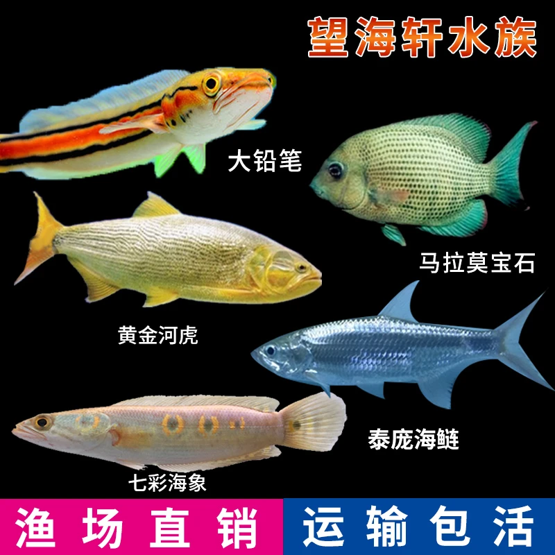 铅笔鱼七彩海象黄金虎雷龙淡水猛凶新手铅笔雷龙