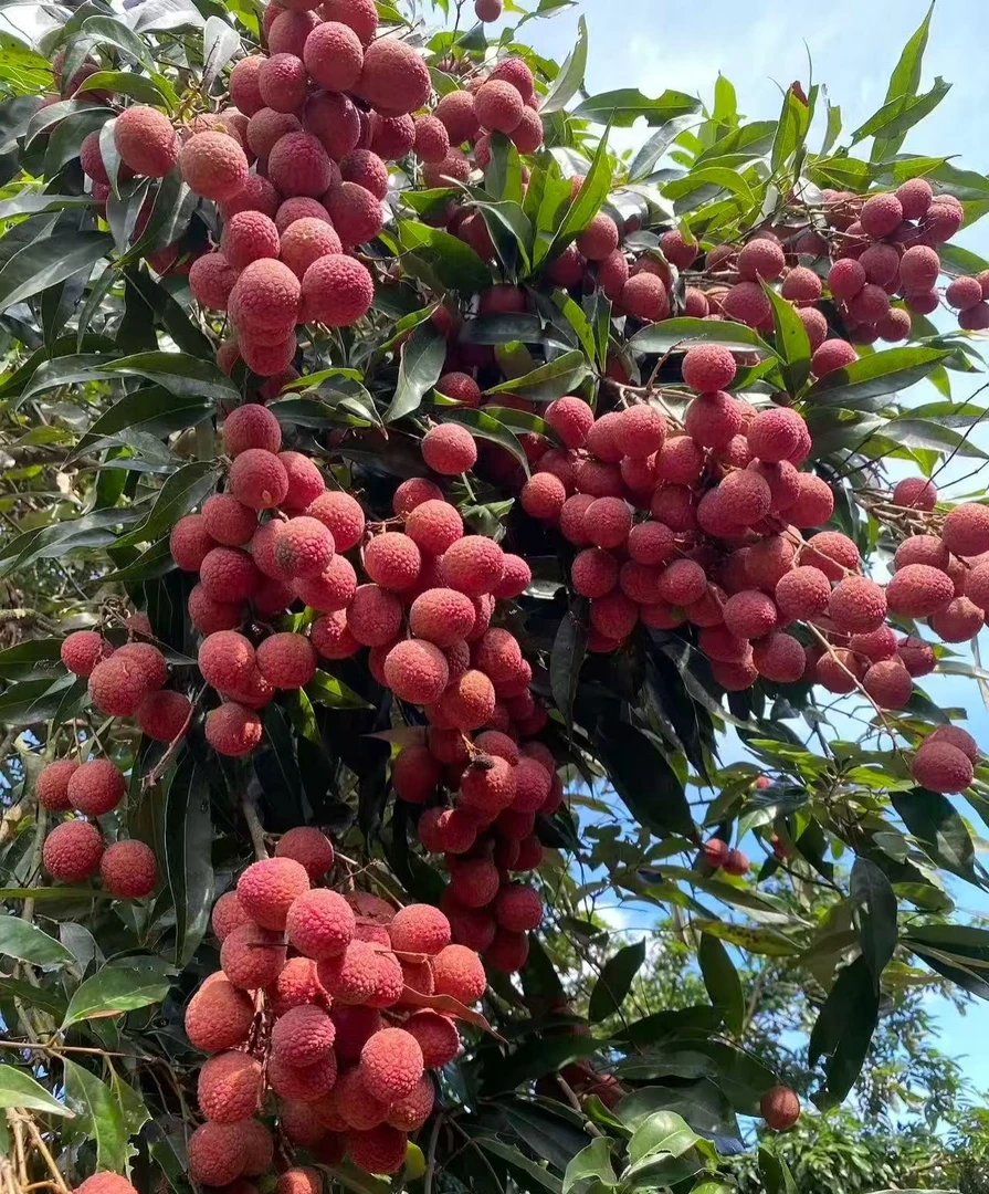 【生鲜冷链】福建漳州黑叶荔枝，当季新鲜美味，现采现发
