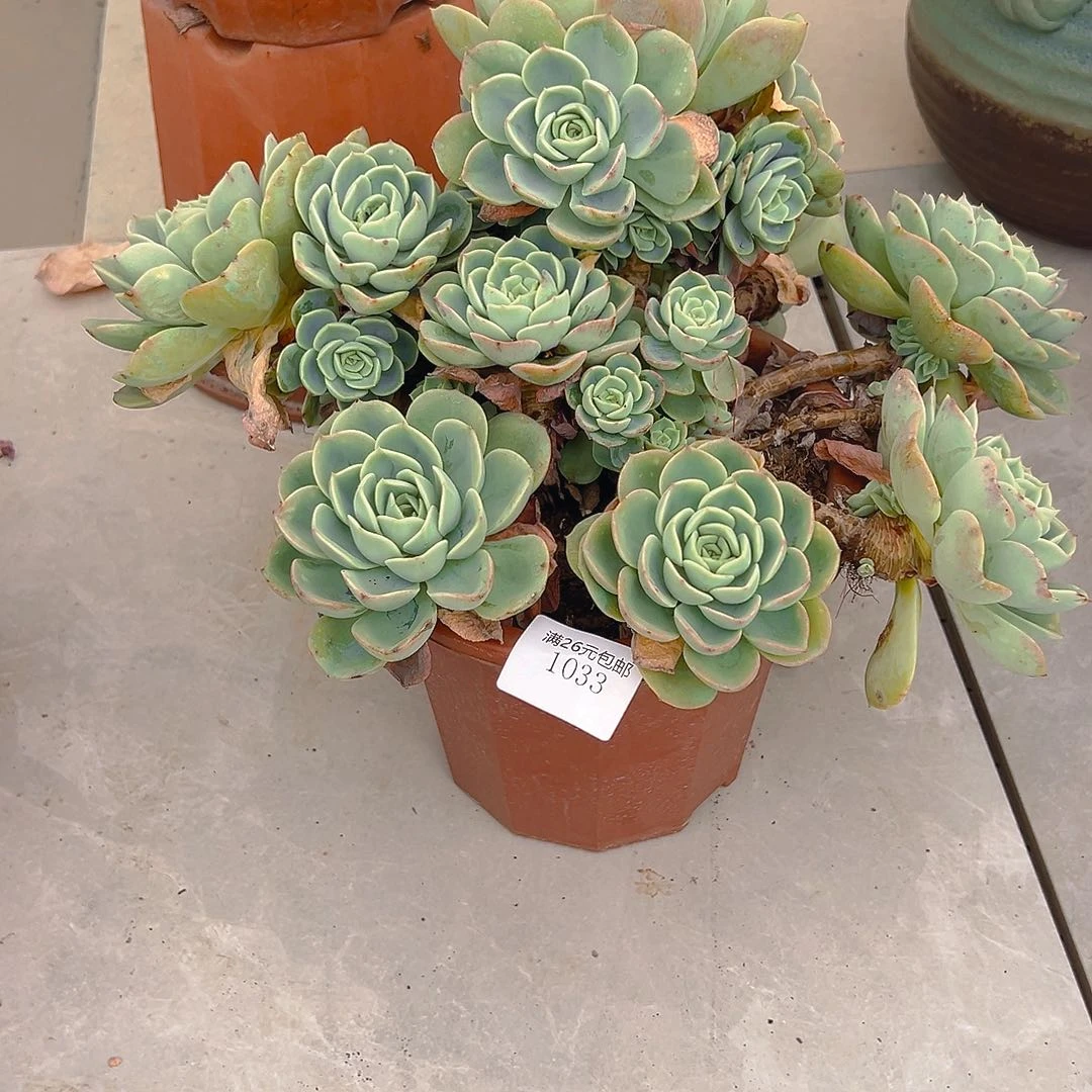 小***y1033哈密瓜多肉植物