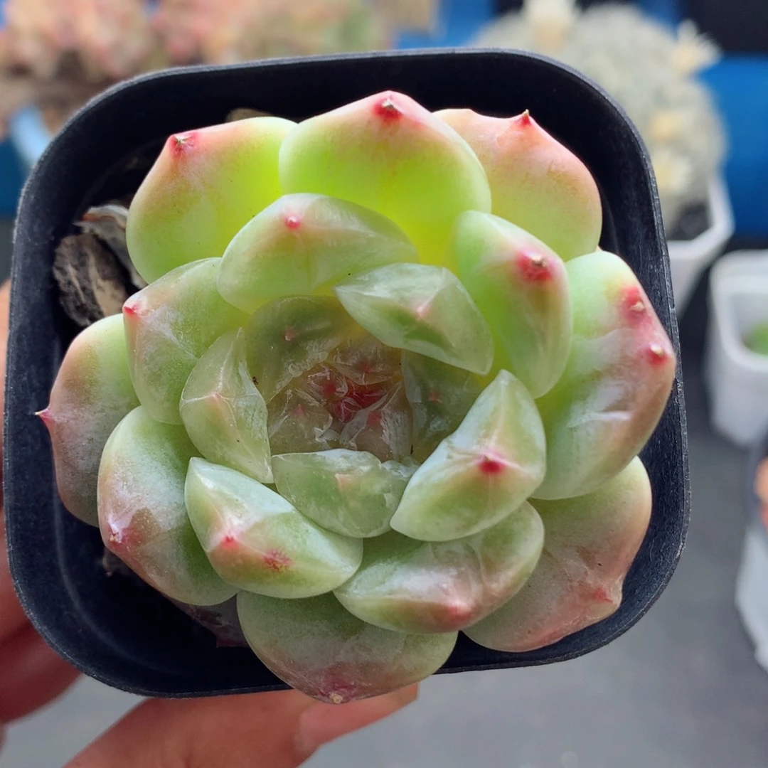 58包邮  群生不包整49