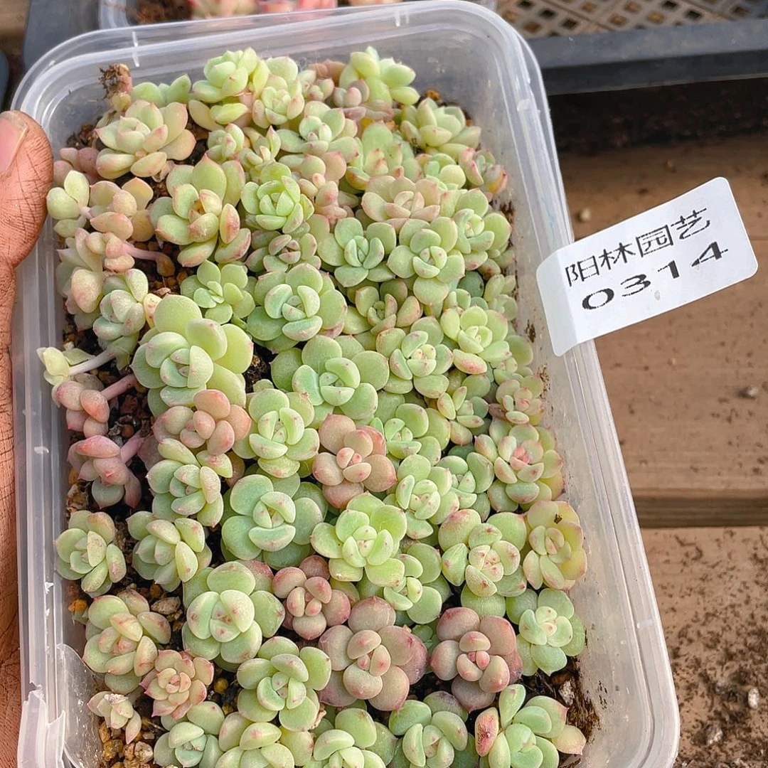 多肉植物多肉植物314