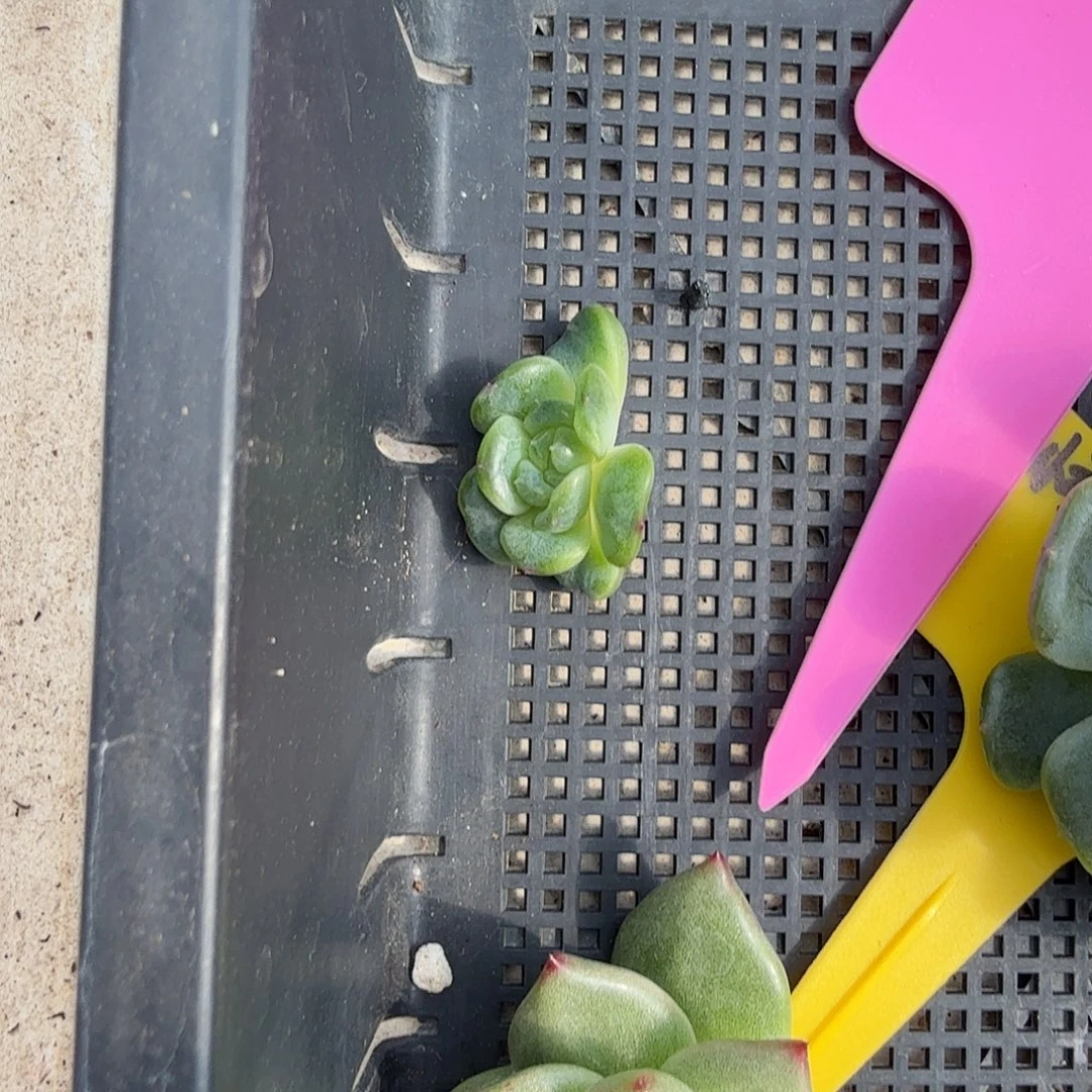 小***强绿头，多肉植物，带锦基因