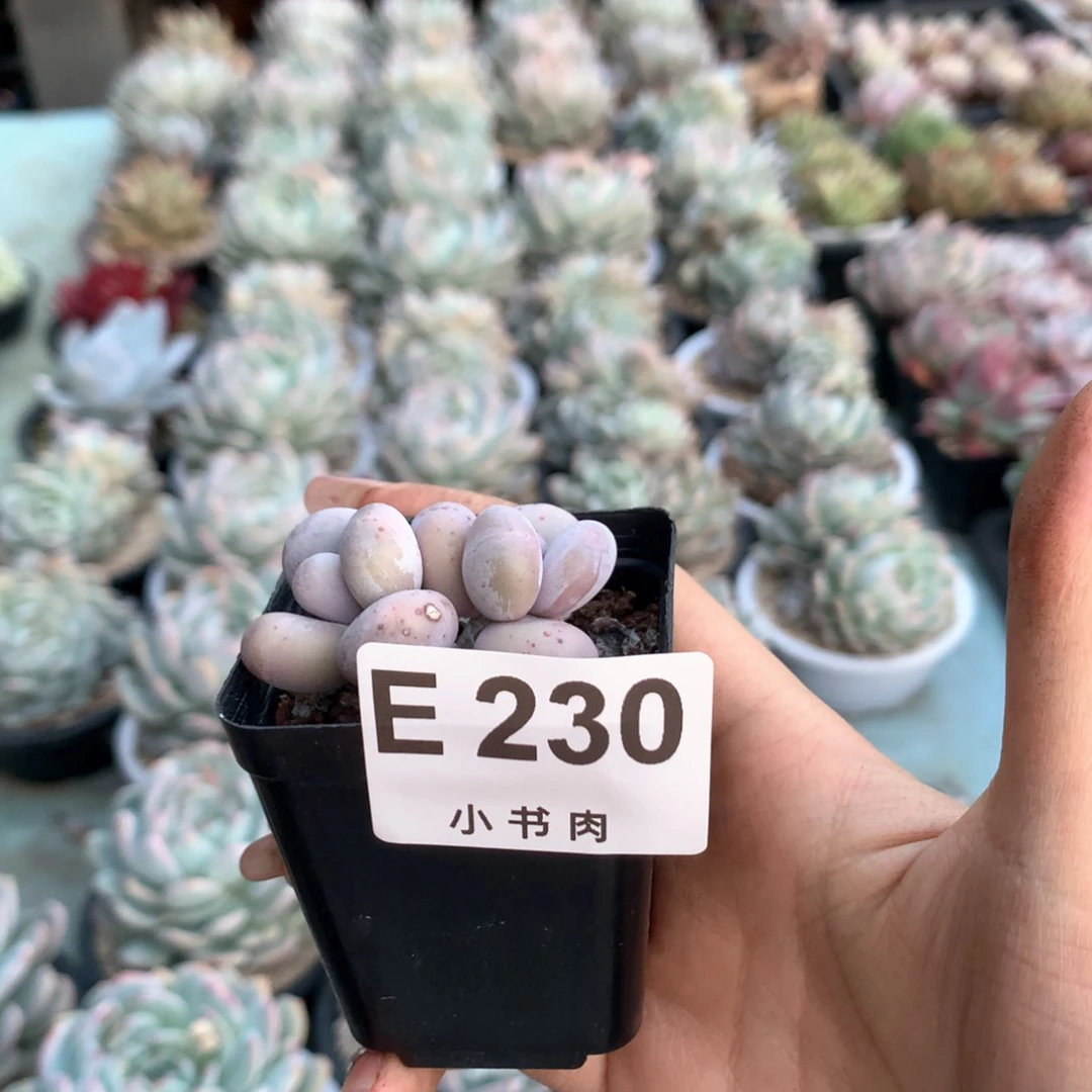 双头水光针230哈哈哈哈