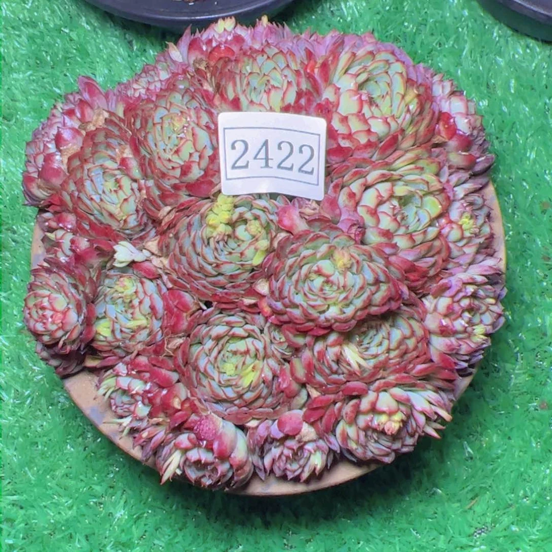 博****吃梦幻玫瑰2422多肉植物