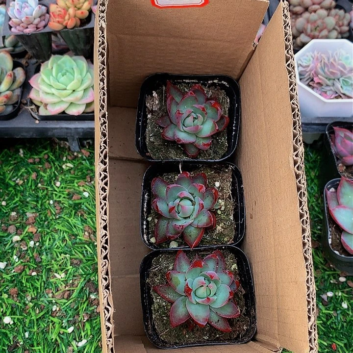 A352惊鸿仙子多肉