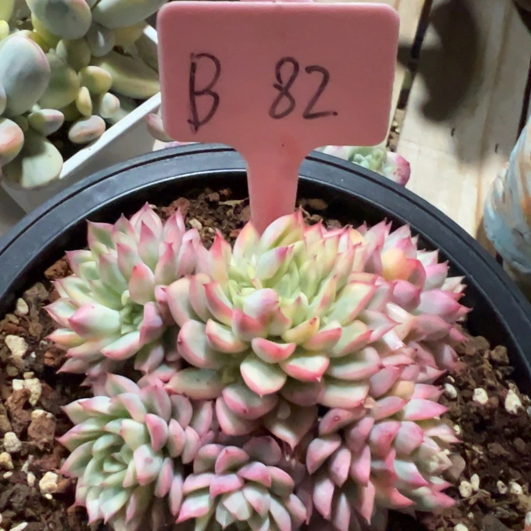 多肉植物一物一拍