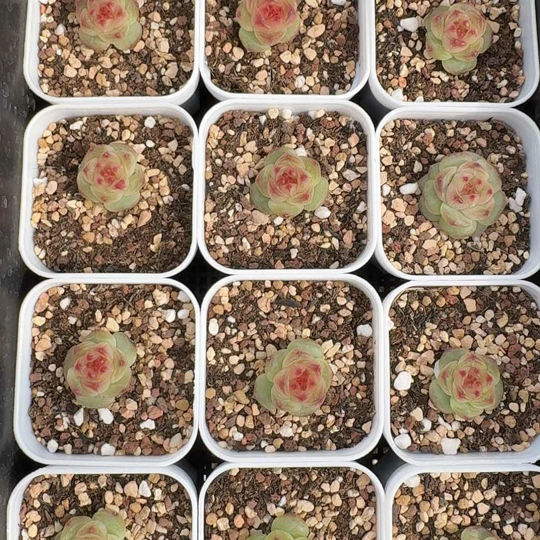 如图白方麦芽141小单头随机一颗