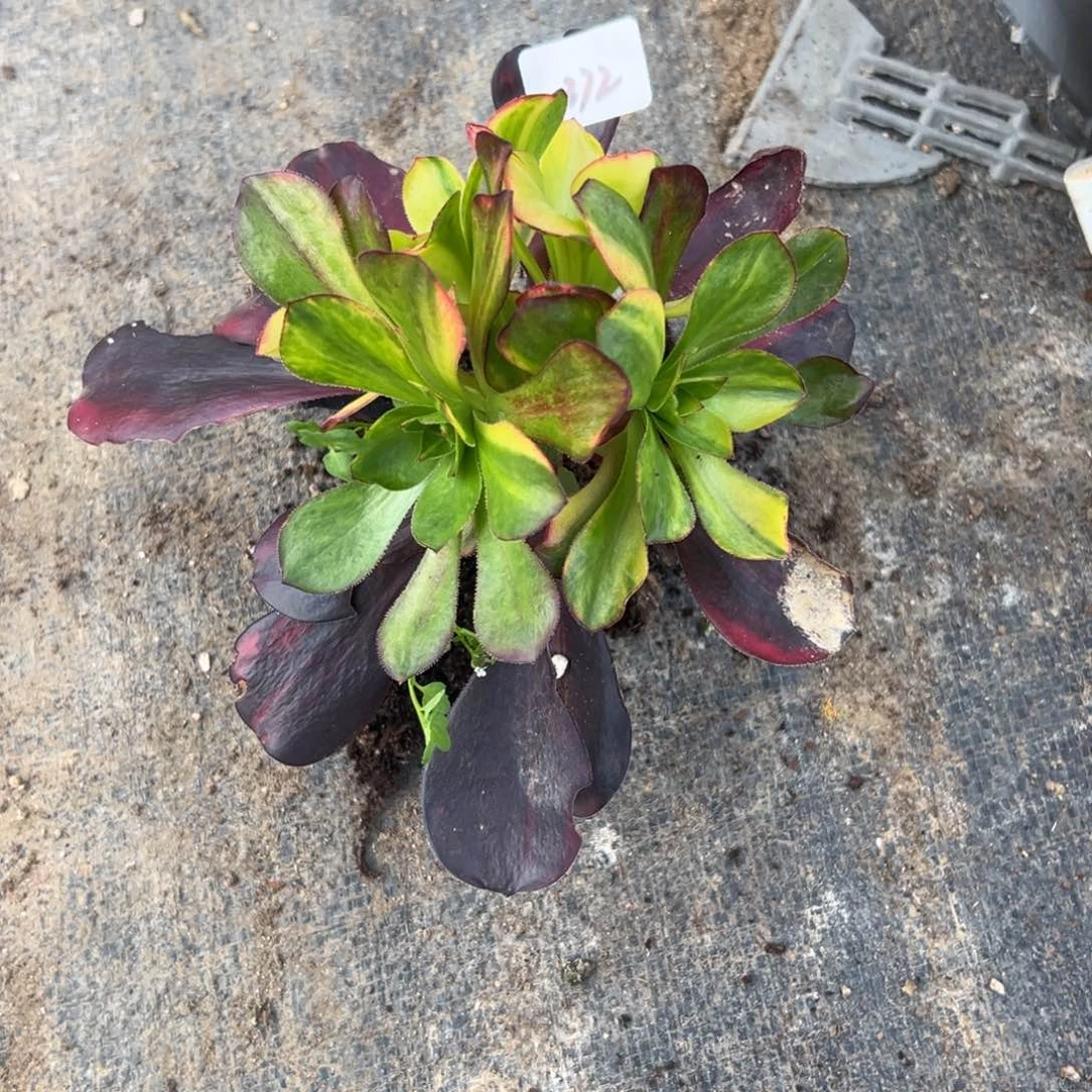 %372无毒七彩多肉多肉多肉多肉