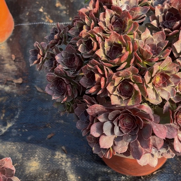 75多肉植物一物一拍