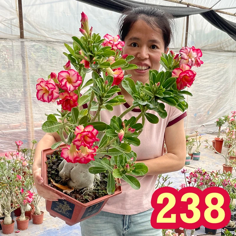 沙漠玫瑰盆栽老桩四季开花重瓣好养绿植室内客厅花卉耐干多肉植物