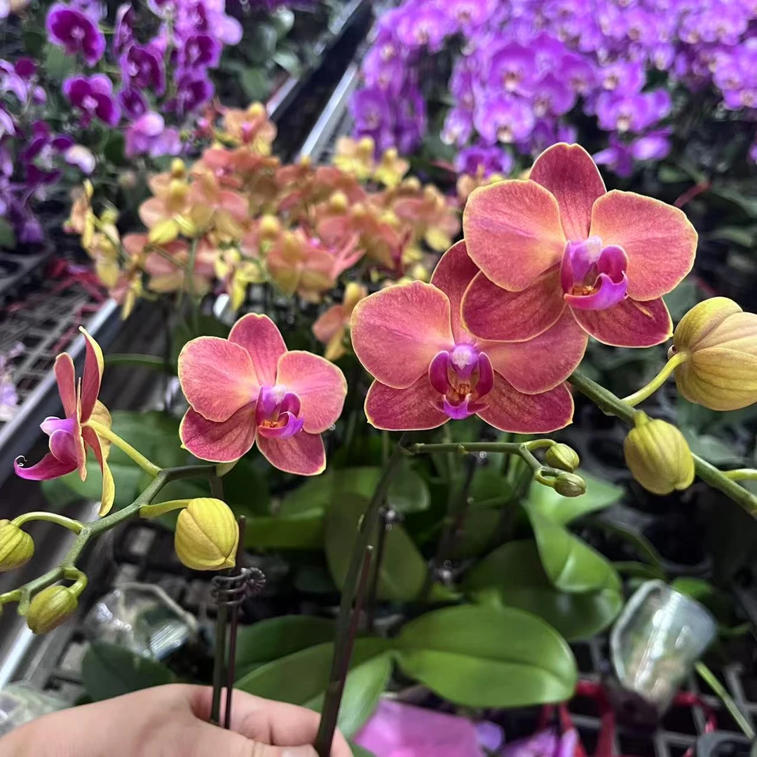花悦里【爱马仕】室内花花 好养耐开 广州花卉源头基地