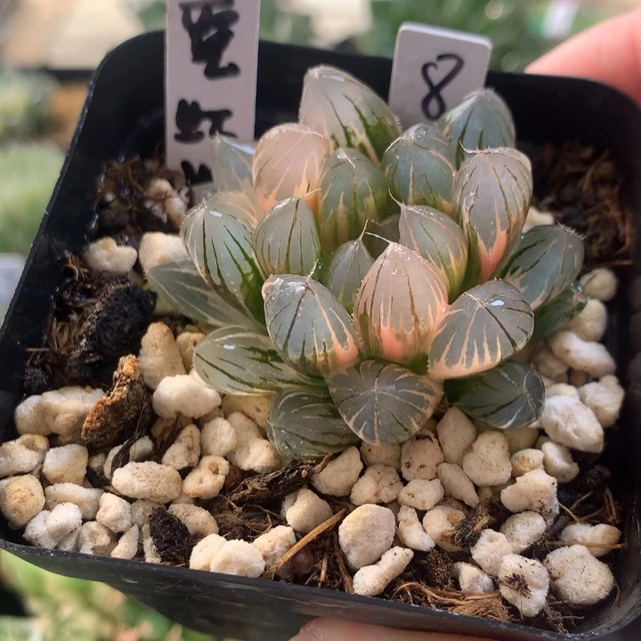 霓虹灯玉露锦一物一拍