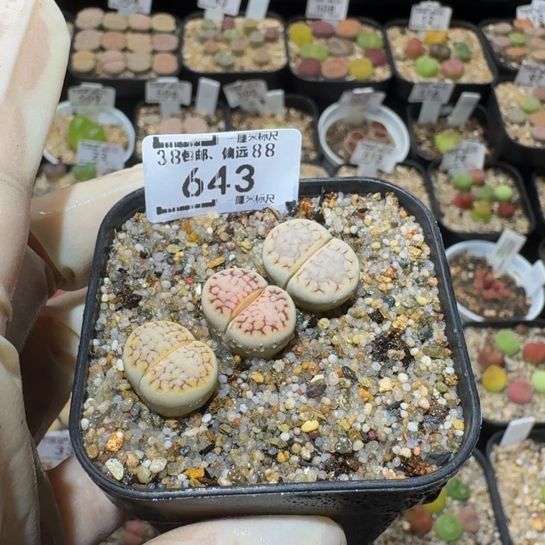 我***肉Ssss精品生石花643