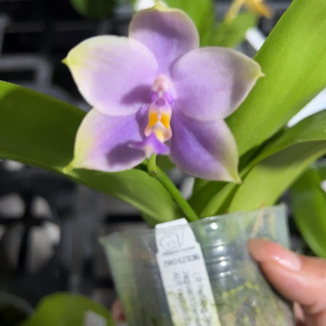 全部花苞2.5 寸杯B K H2336