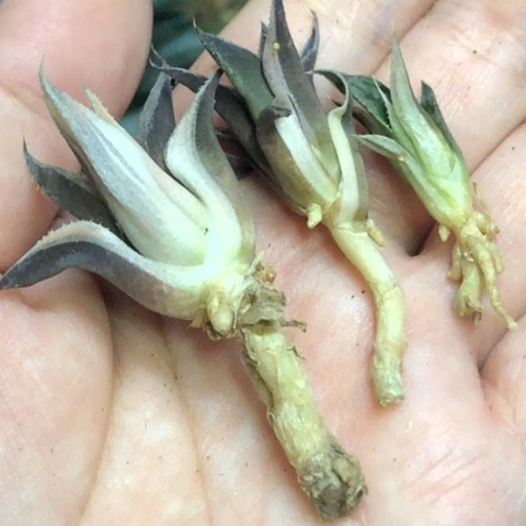 艳*寿锦3颗一起发货哈哈