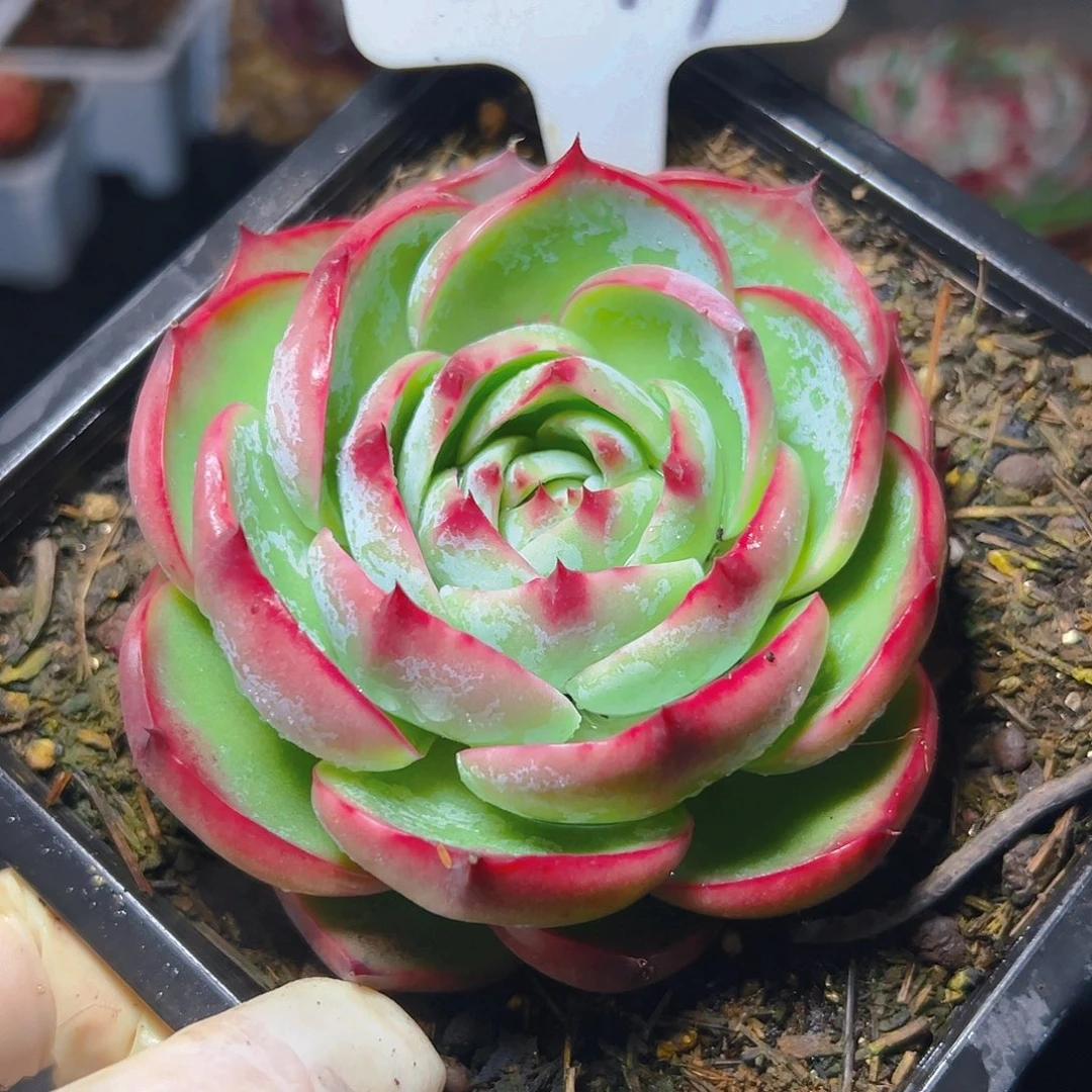 惊鸿仙子一物一拍5049号