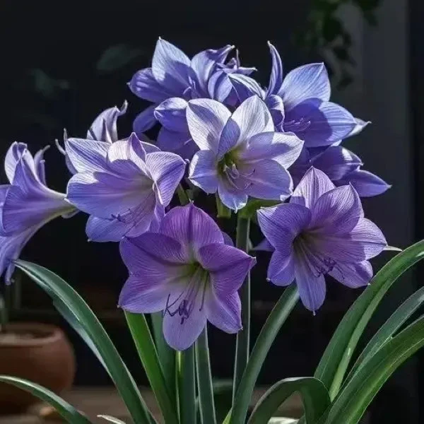 【新疆包邮】荷兰进口球朱顶红种球单重瓣开花鬼魅初恋凤蝶条纹火焰