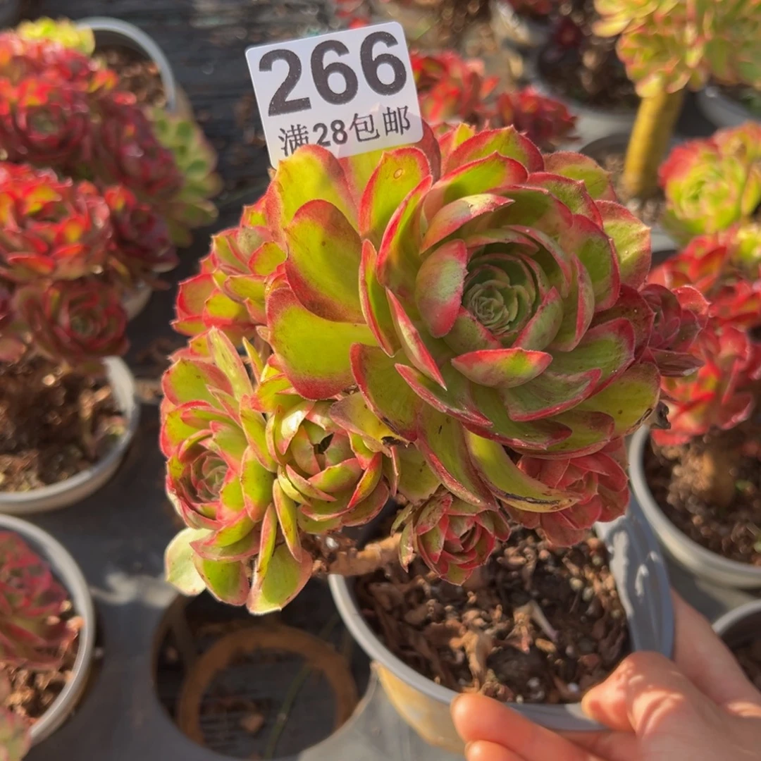 多肉植物266赤子心