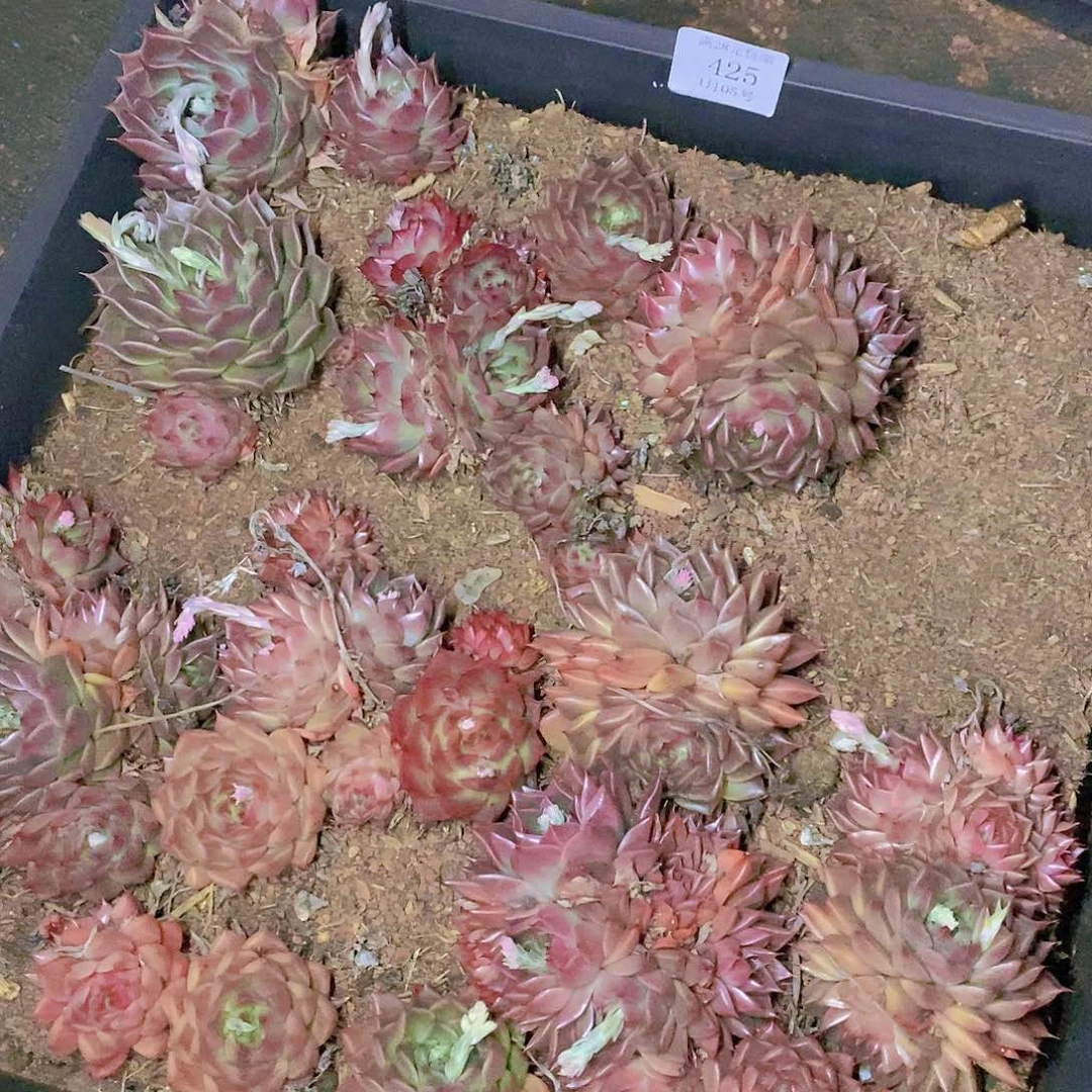 【闪购商品】云425
