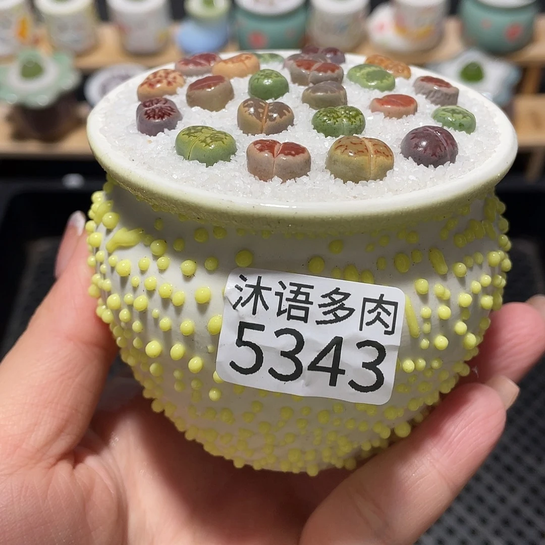 带盆土植物 一物一拍5343