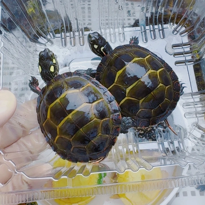 白***化母宠物龟22222222222