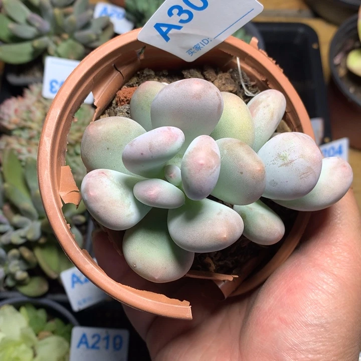 馨***303 满28包邮脱土发货