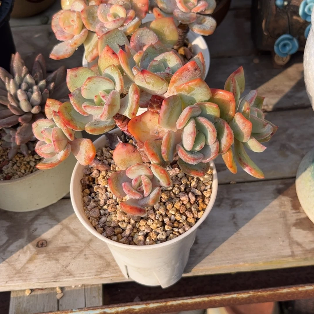 小***✧111111111111111111