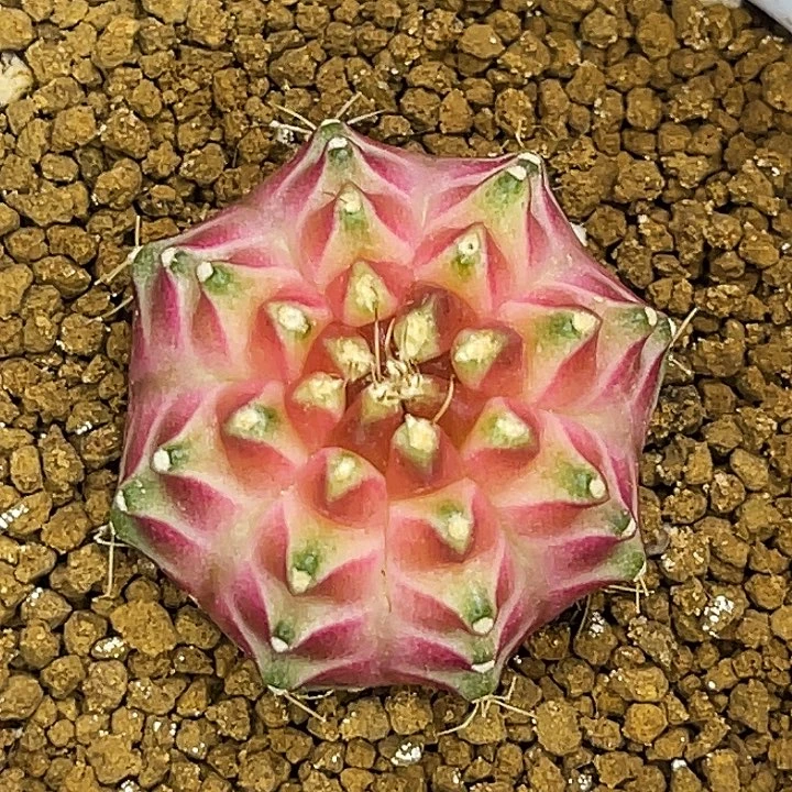 白锦皇室轮回 一物一拍