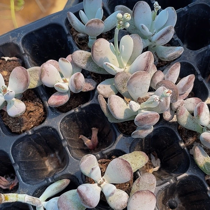 小乒乓1元带土发