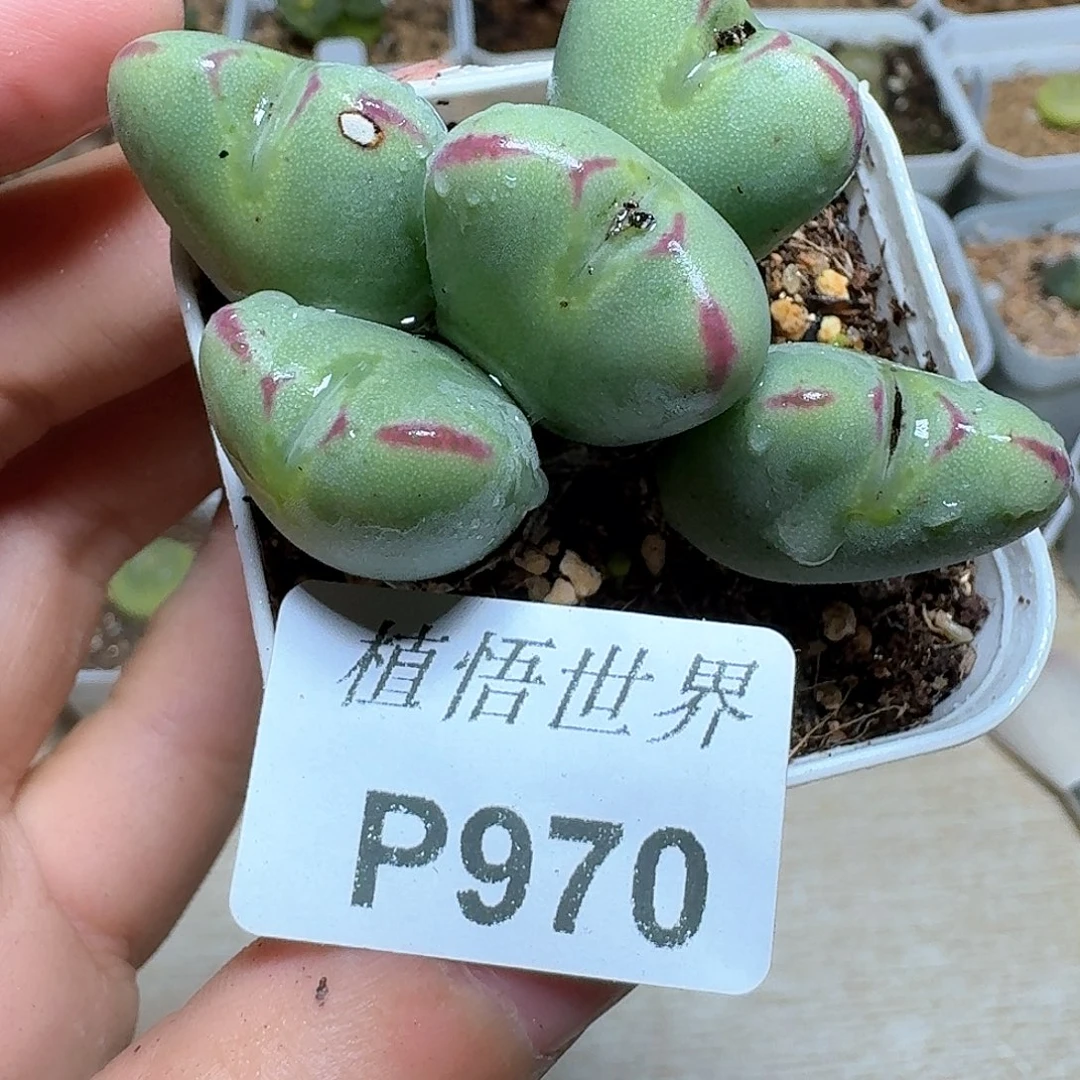 970盒draw哇发个多肉植物哇