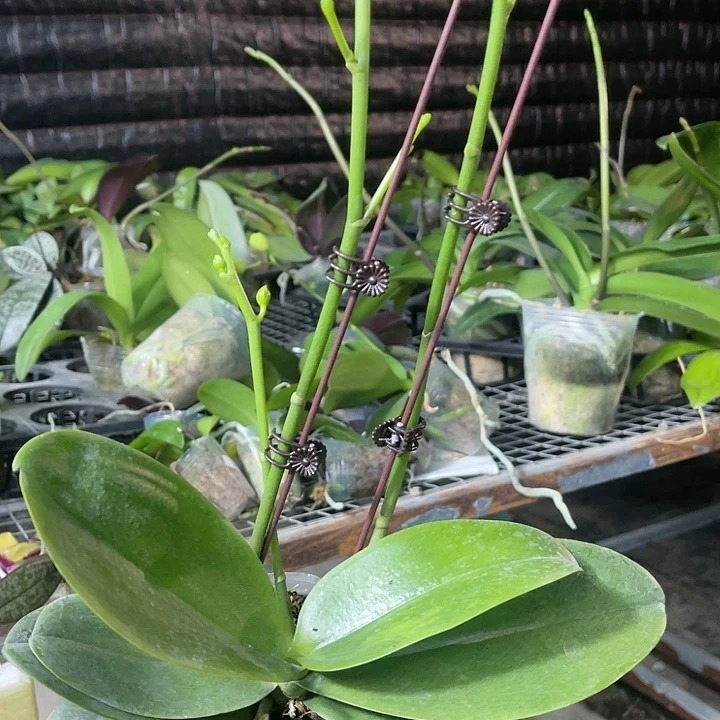 当前无花栽培后可以开花火烧云香妃